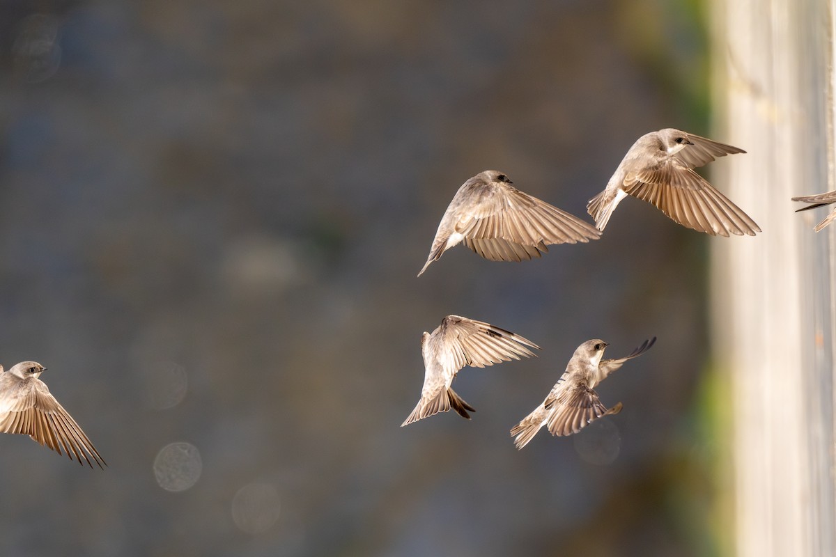 břehule bledá - ML646441372