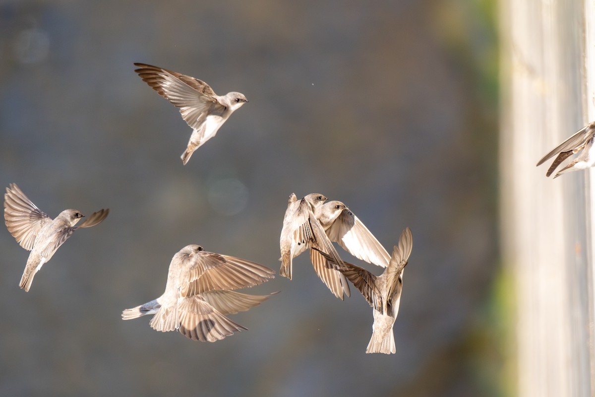 břehule bledá - ML646441373