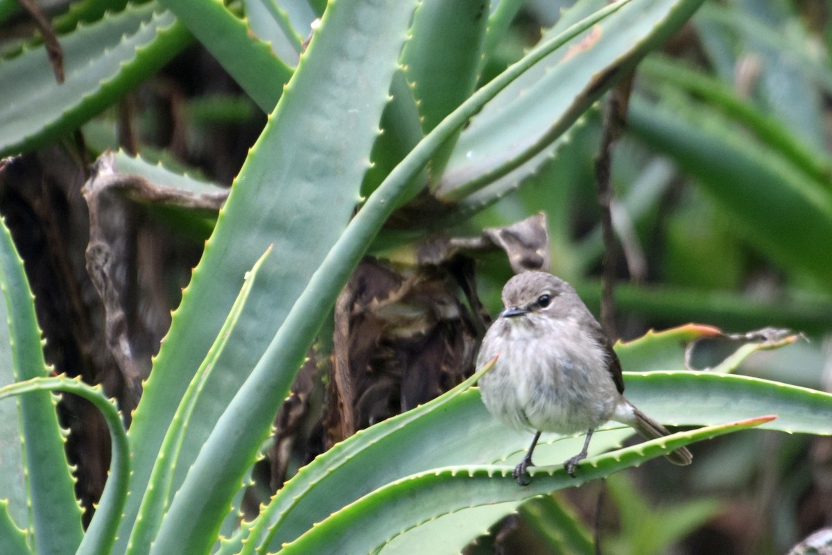 African Dusky Flycatcher - ML646441374