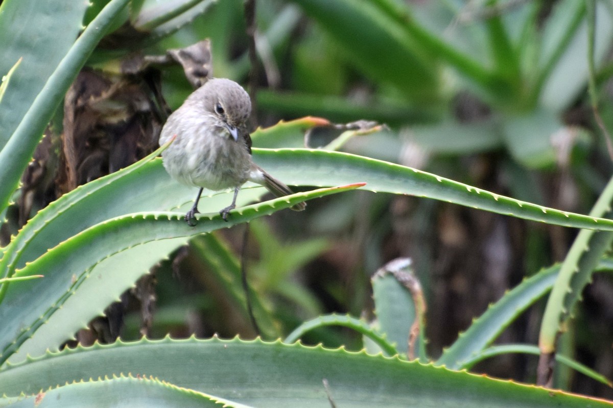 African Dusky Flycatcher - ML646441375