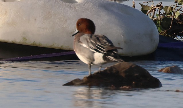 hvízdák eurasijský - ML646441376