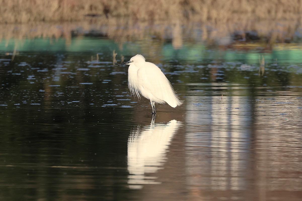 volavka stříbřitá - ML646441381