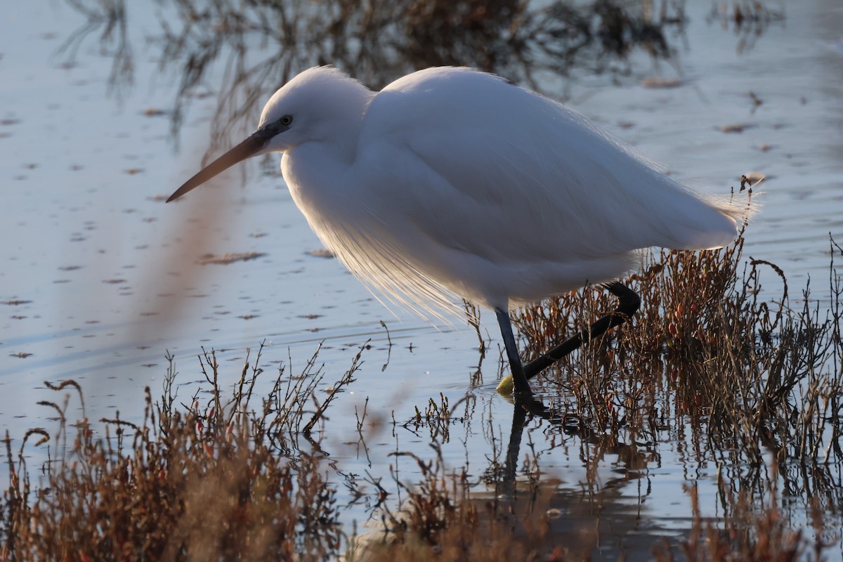 volavka stříbřitá - ML646441382