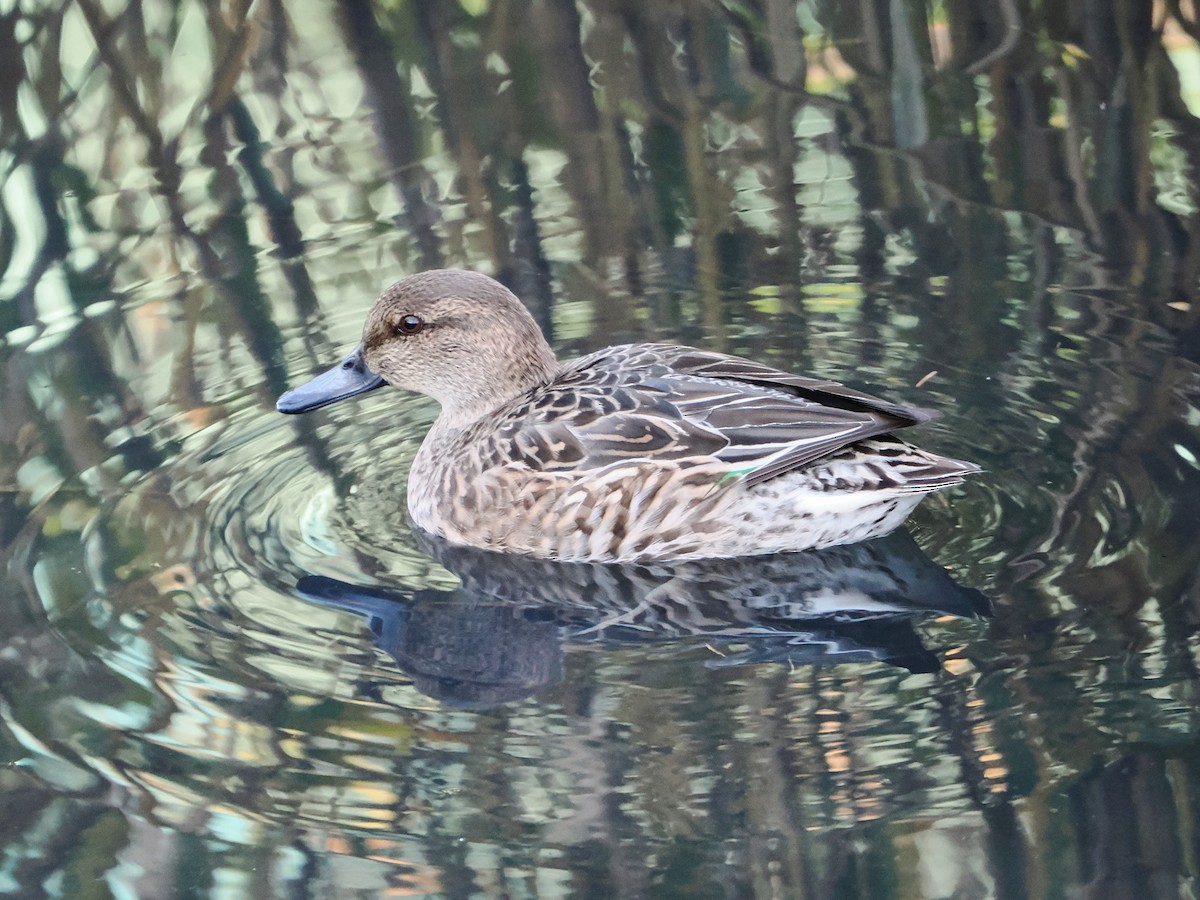 čírka obecná - ML646441383