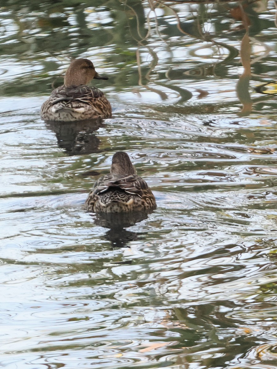 čírka obecná - ML646441384