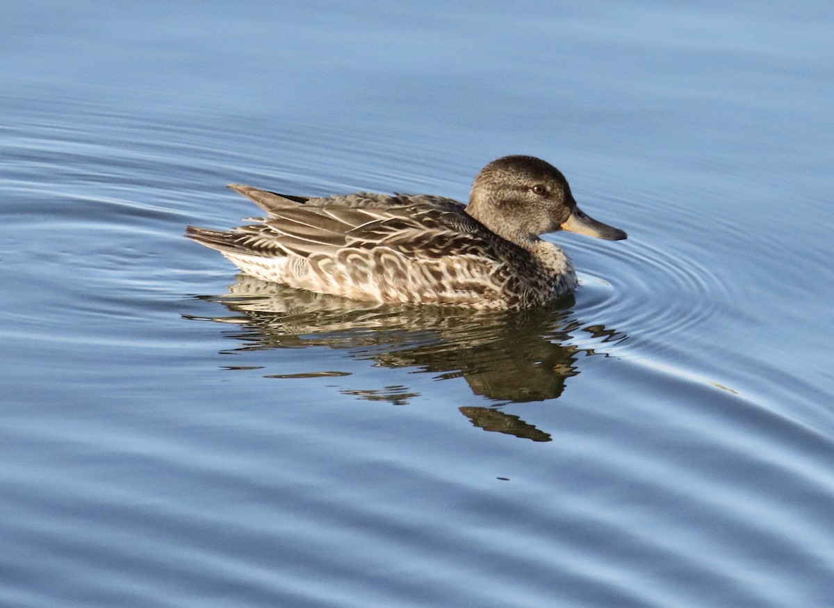 čírka obecná - ML646441385