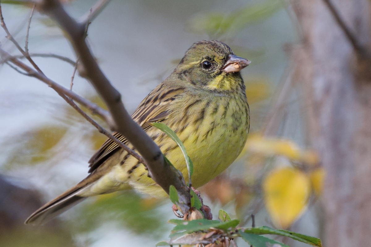 strnad maskový - ML646441386