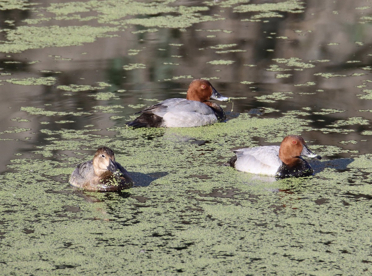 Common Pochard - ML646441387