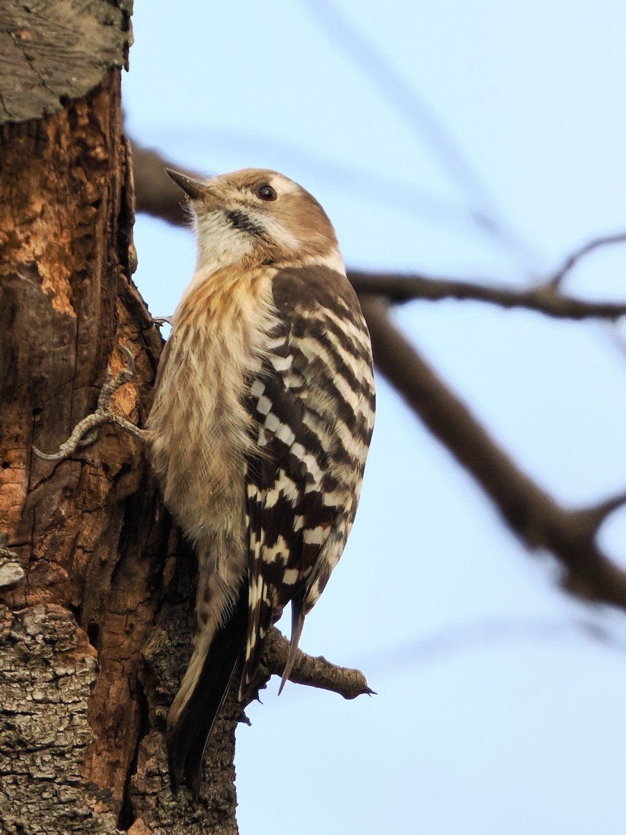 strakapoud východní - ML646441388