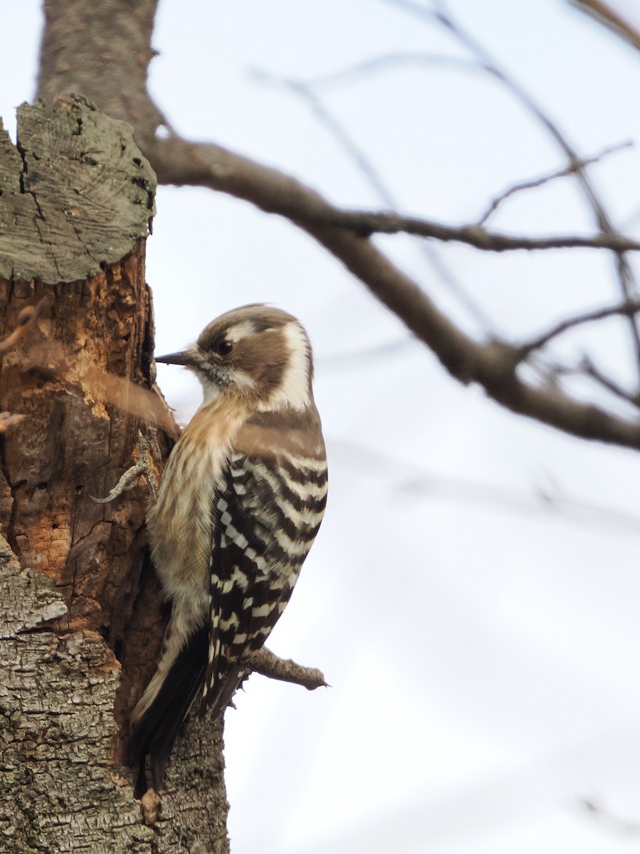 strakapoud východní - ML646441389