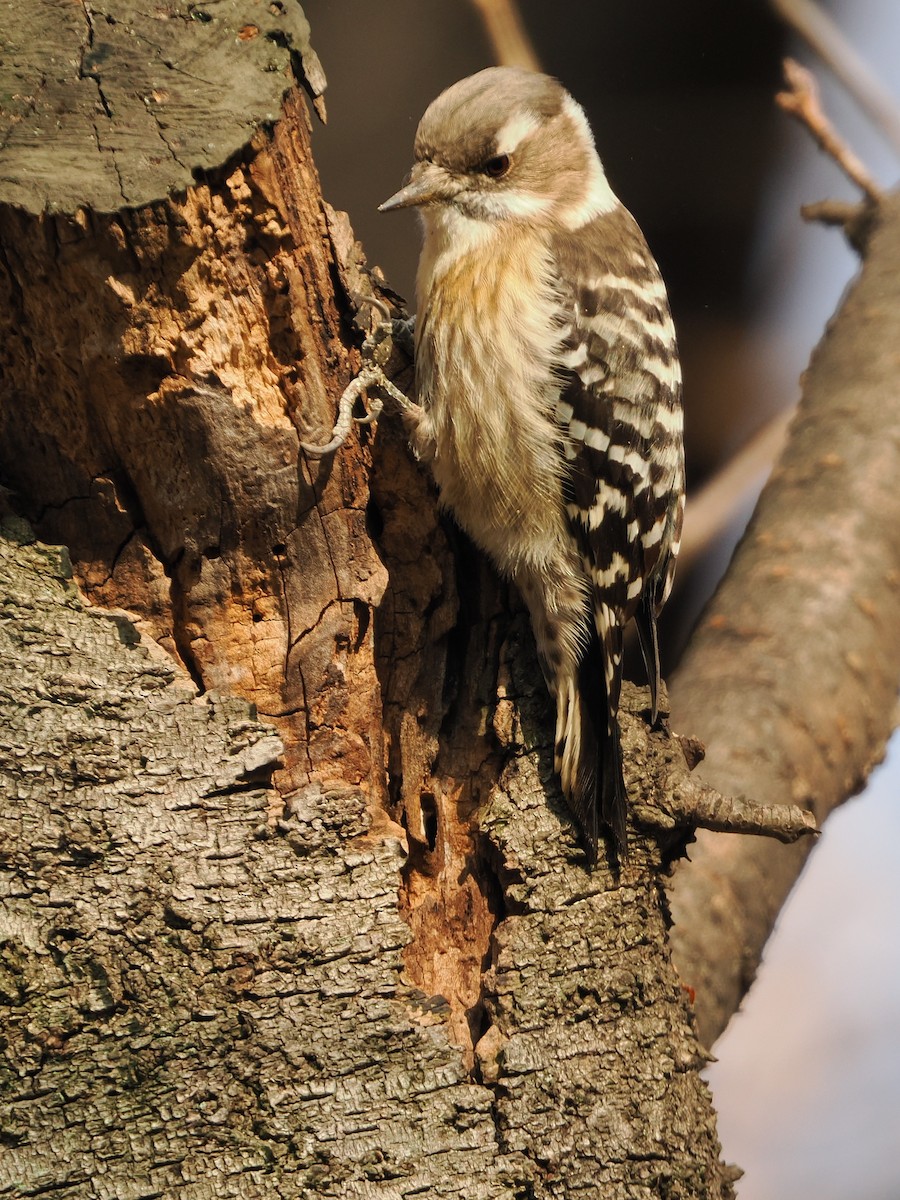 strakapoud východní - ML646441390