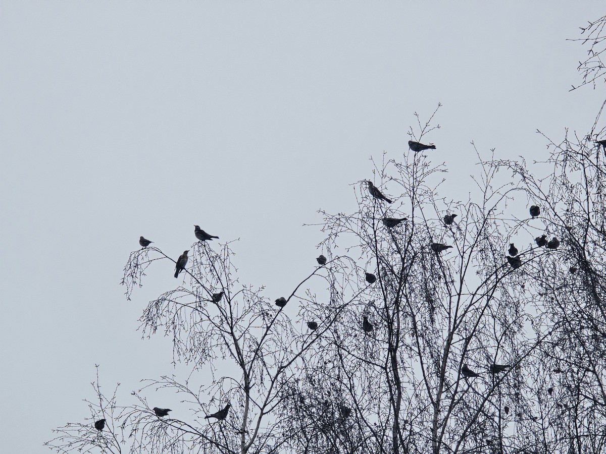 drozd kvíčala - ML646441391