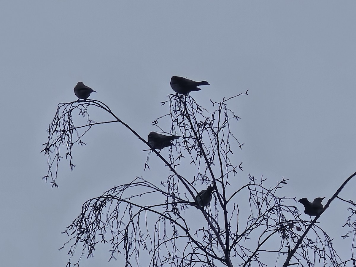 drozd kvíčala - ML646441392