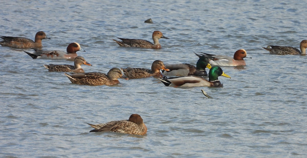 hvízdák eurasijský - ML646441393