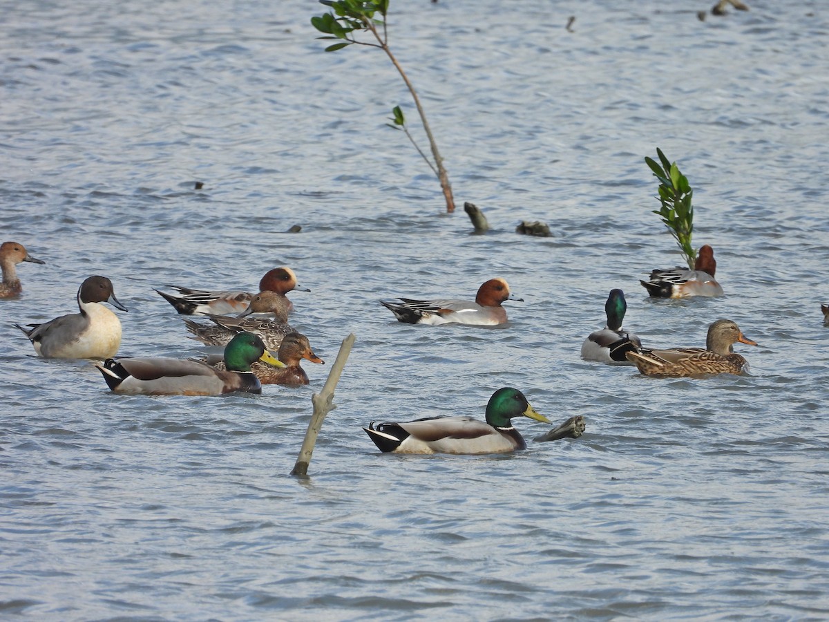 hvízdák eurasijský - ML646441394