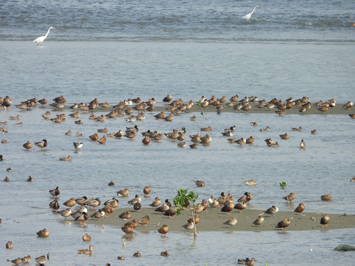 綠頭鴨 - ML646441397