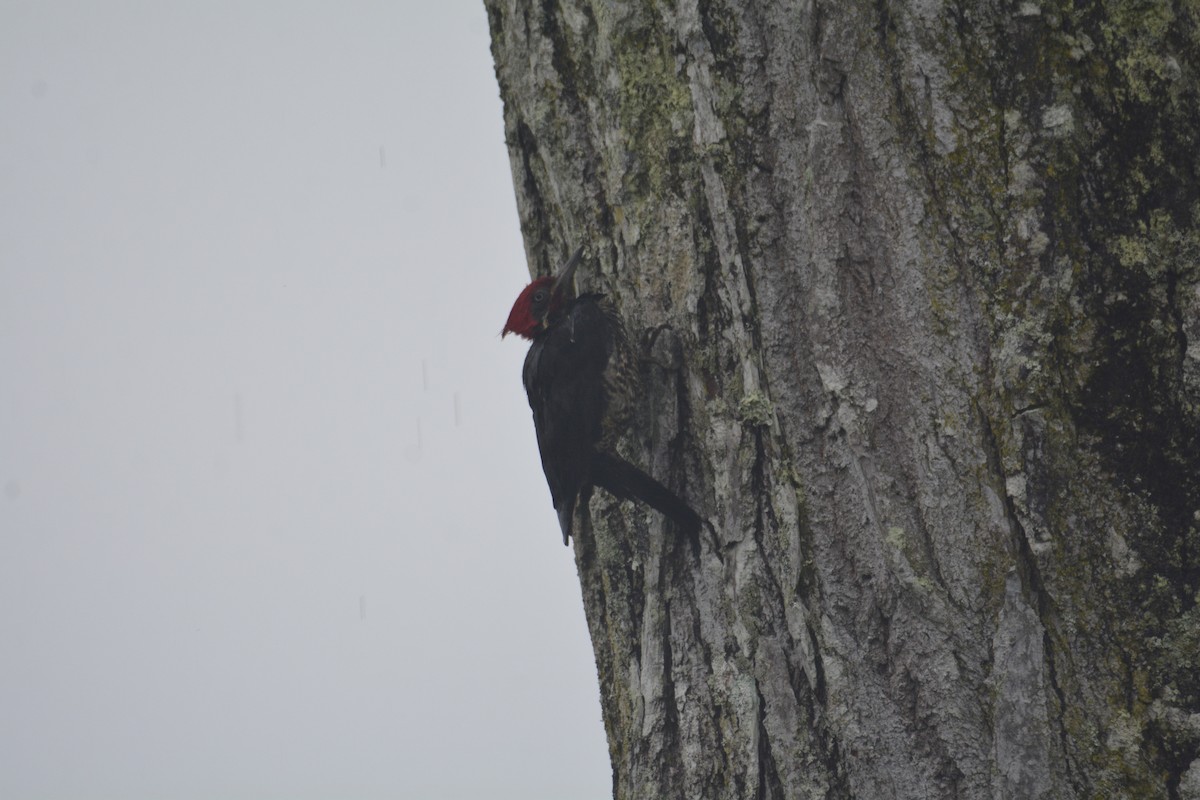 datel proužkovaný - ML646441398