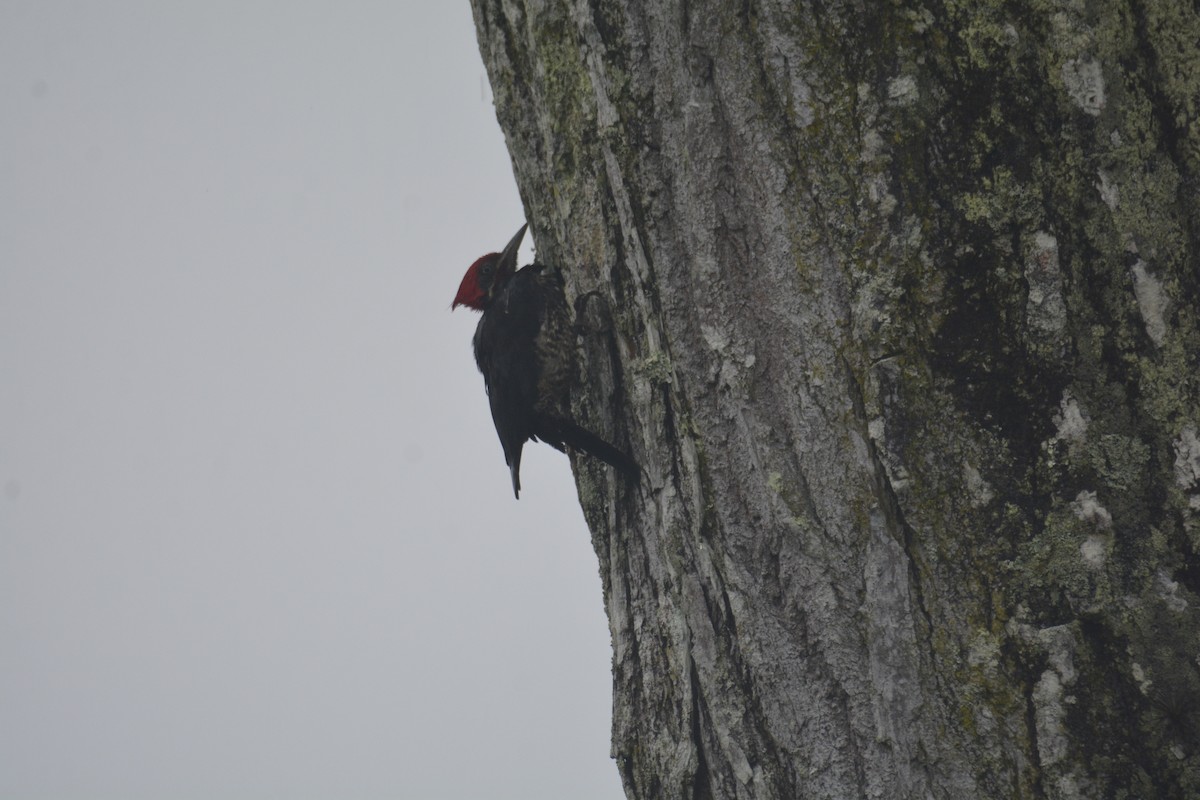 datel proužkovaný - ML646441399