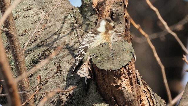 Pic kisuki - ML646441400