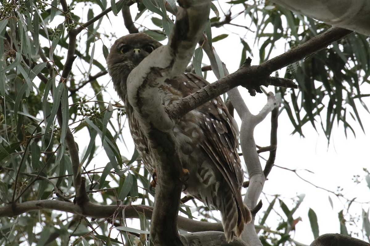 sovka štěkavá - ML646441401