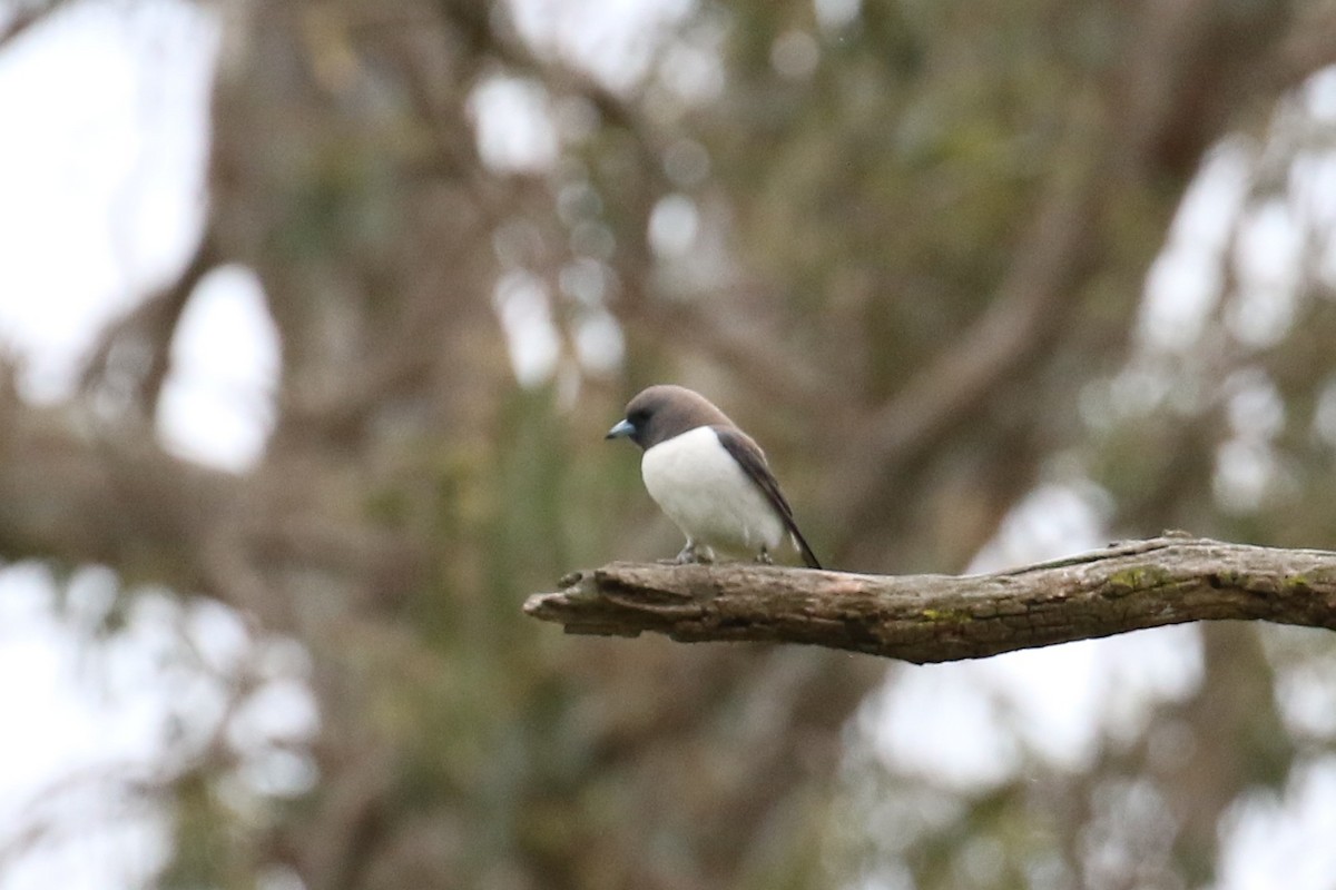 lasolet bělobřichý - ML646441402