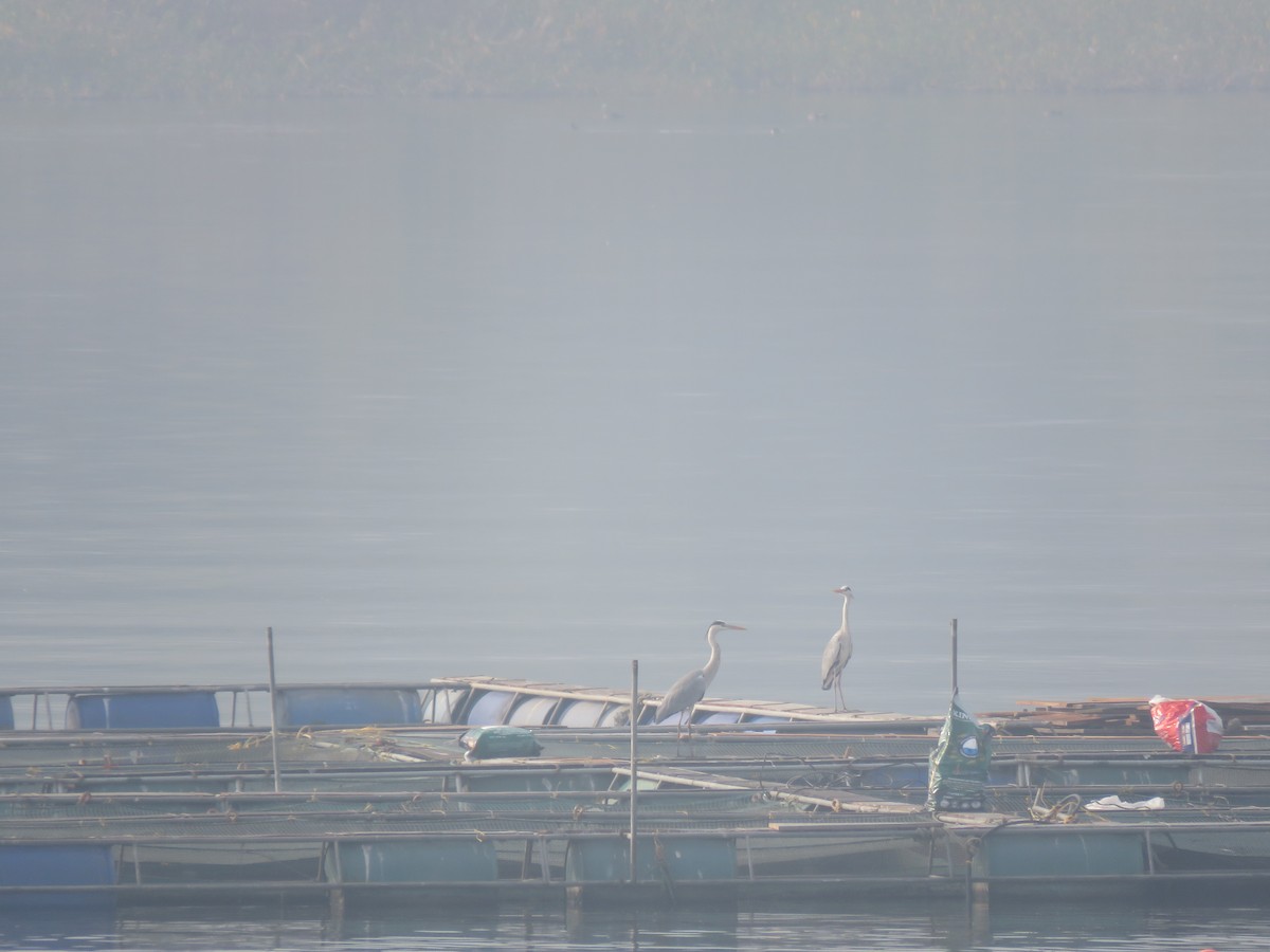 volavka popelavá - ML646441403