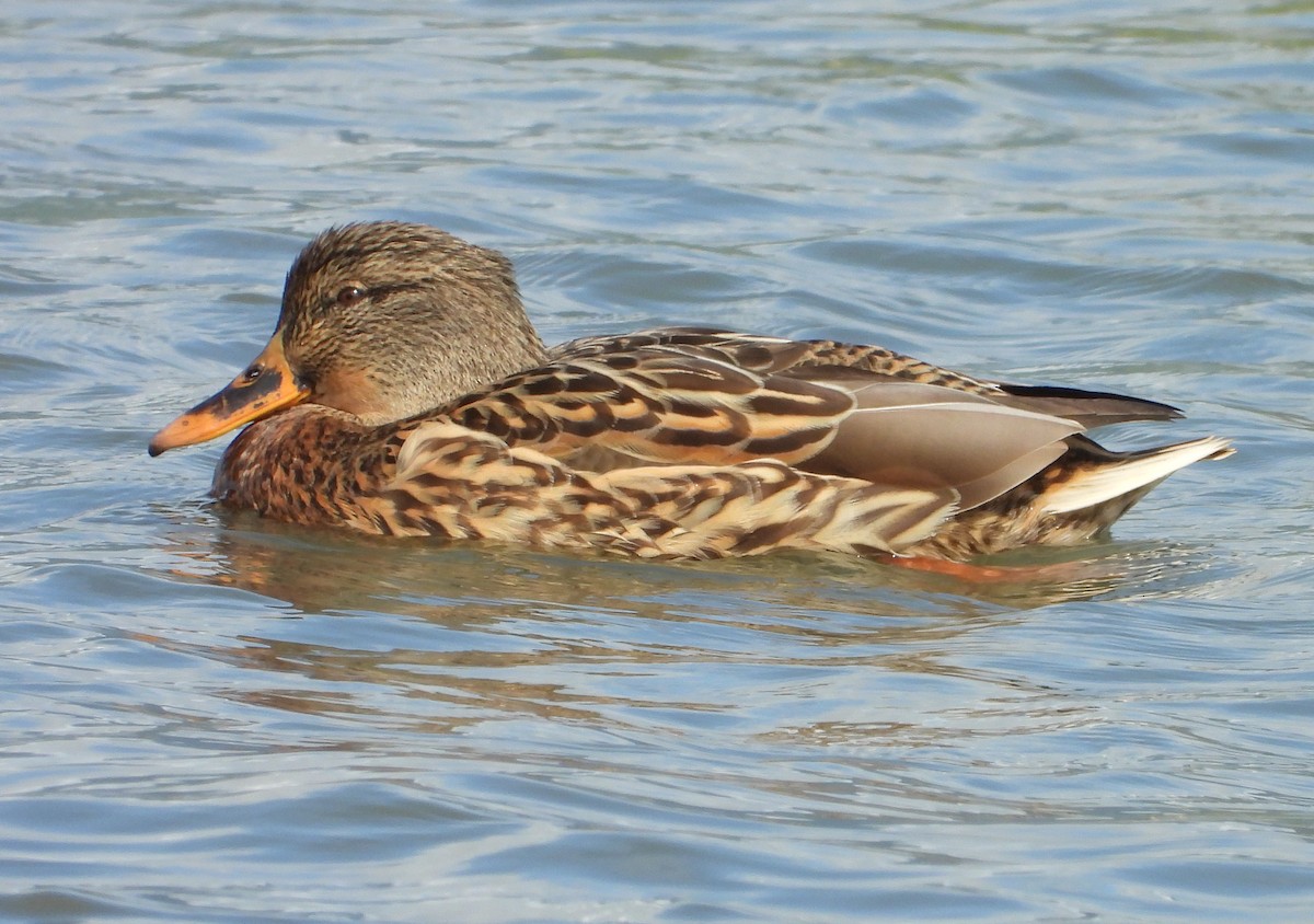 綠頭鴨 - ML646441406