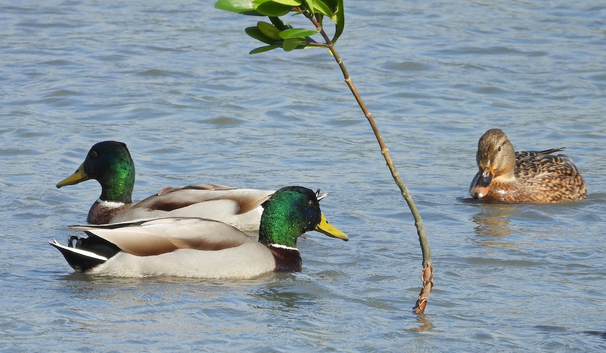 綠頭鴨 - ML646441407