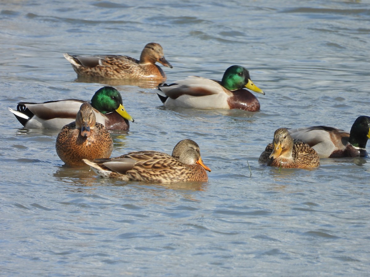 綠頭鴨 - ML646441408