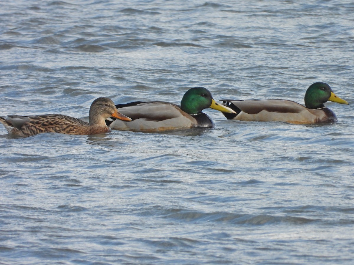 綠頭鴨 - ML646441409