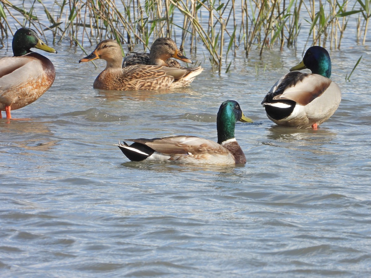 綠頭鴨 - ML646441410