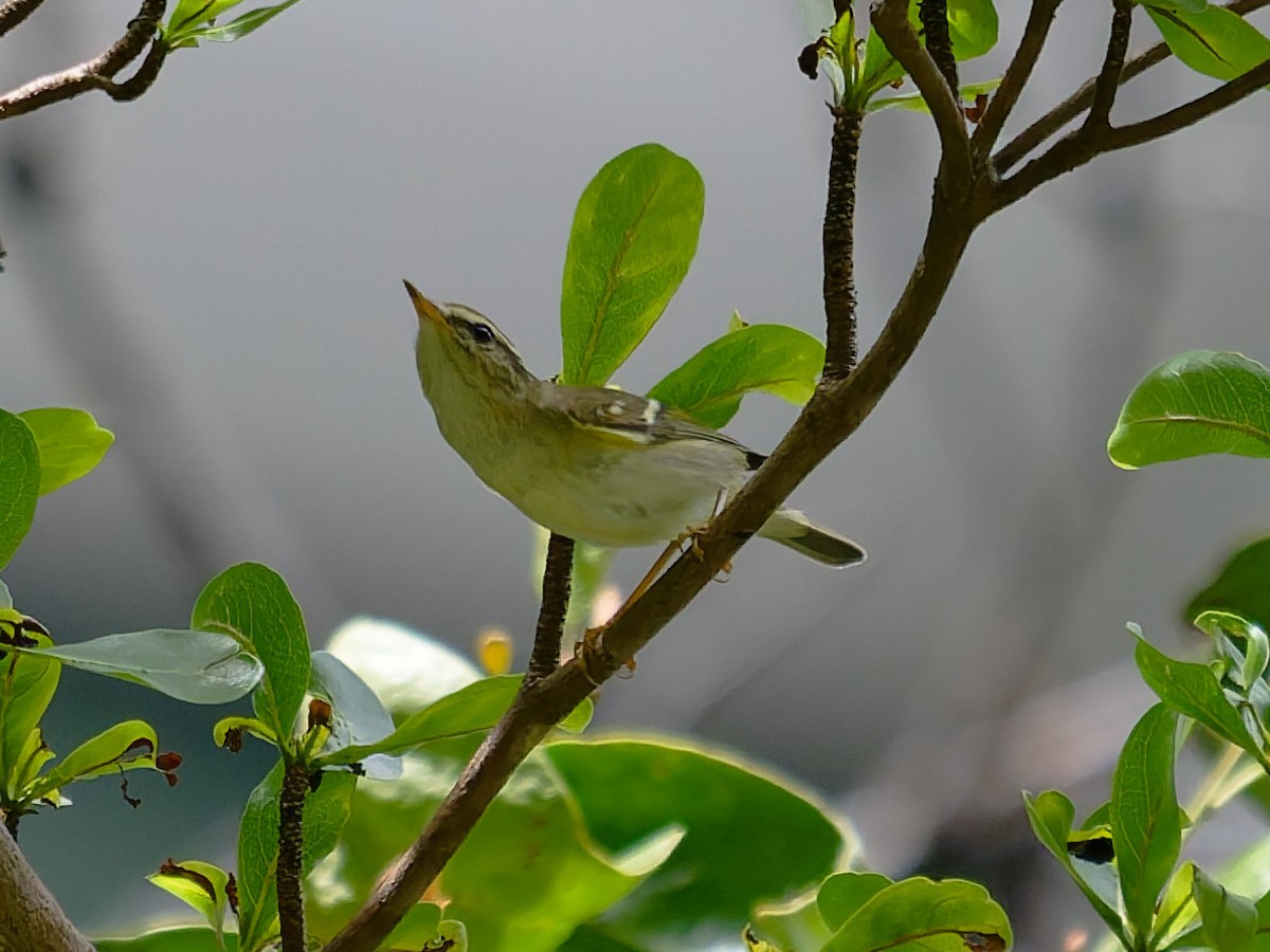 Yellow-browed Warbler - ML646441411