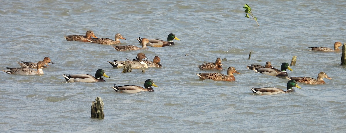 ostralka štíhlá - ML646441413