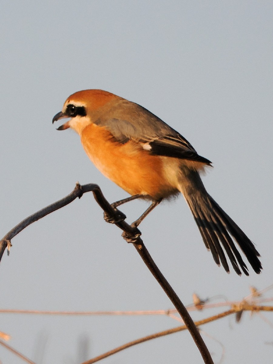 ťuhýk hlavatý - ML646441417