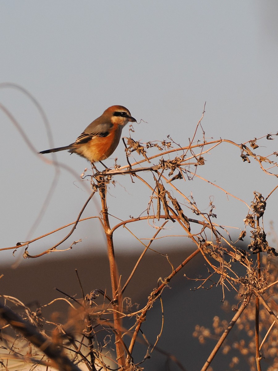 紅頭伯勞 - ML646441418