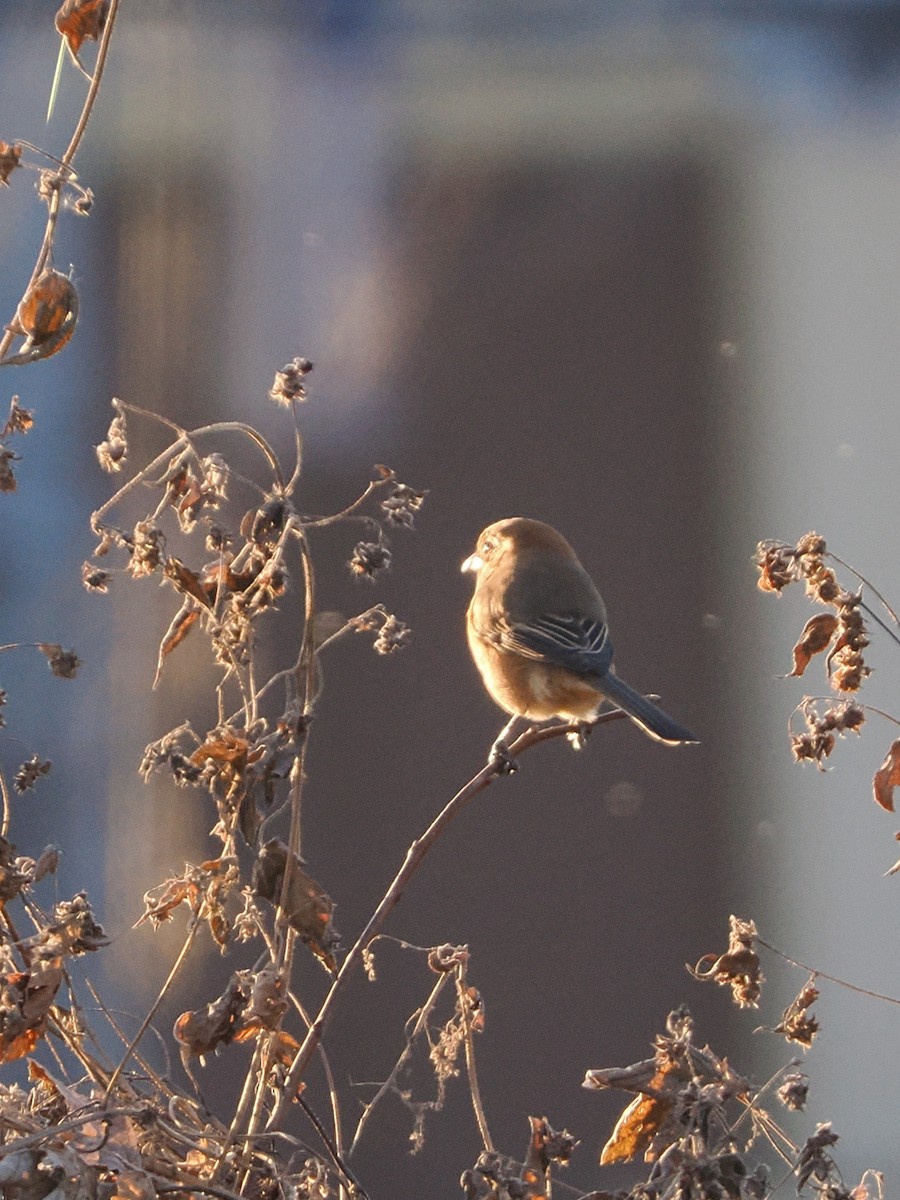 紅頭伯勞 - ML646441419