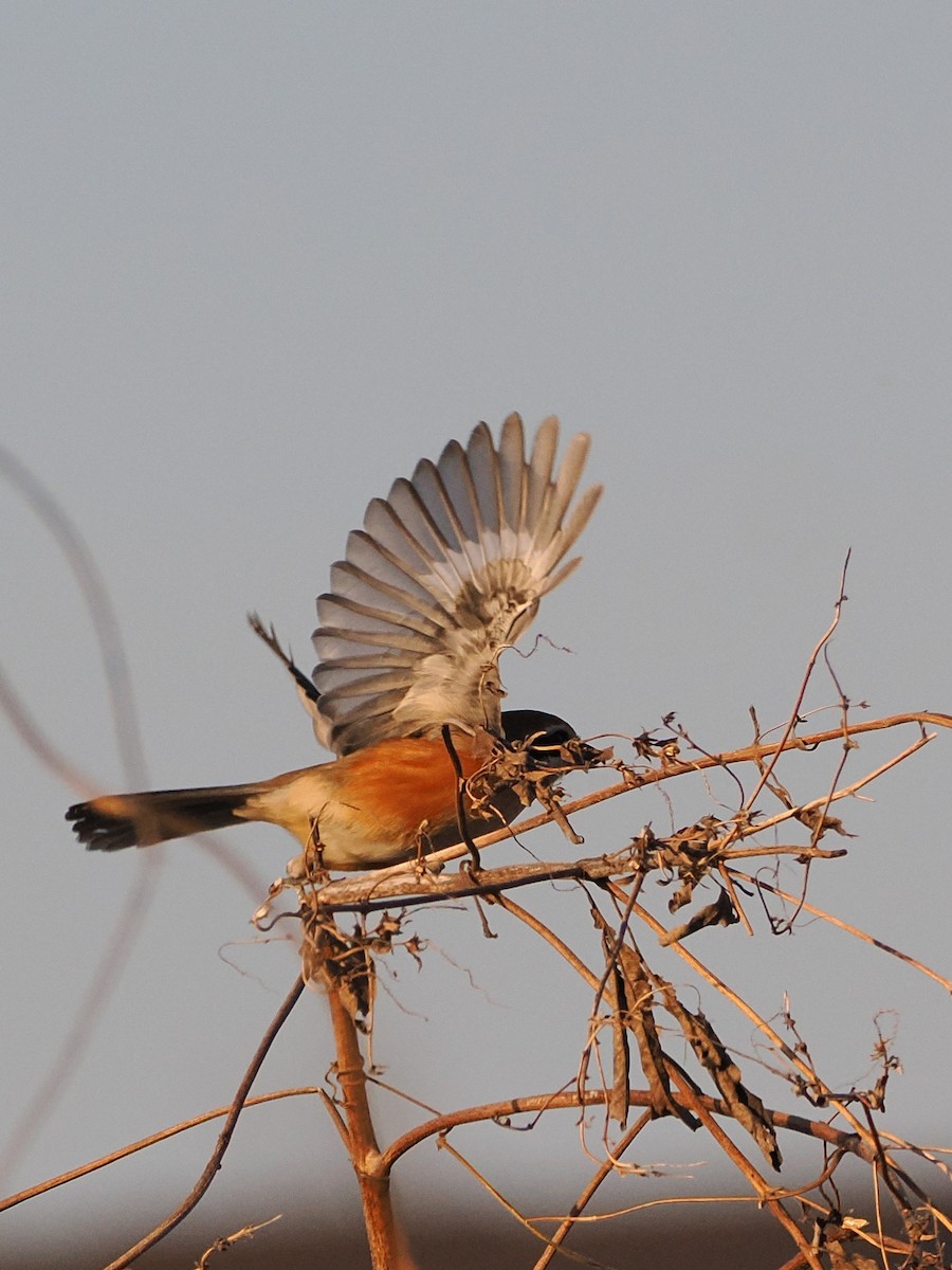 ťuhýk hlavatý - ML646441420