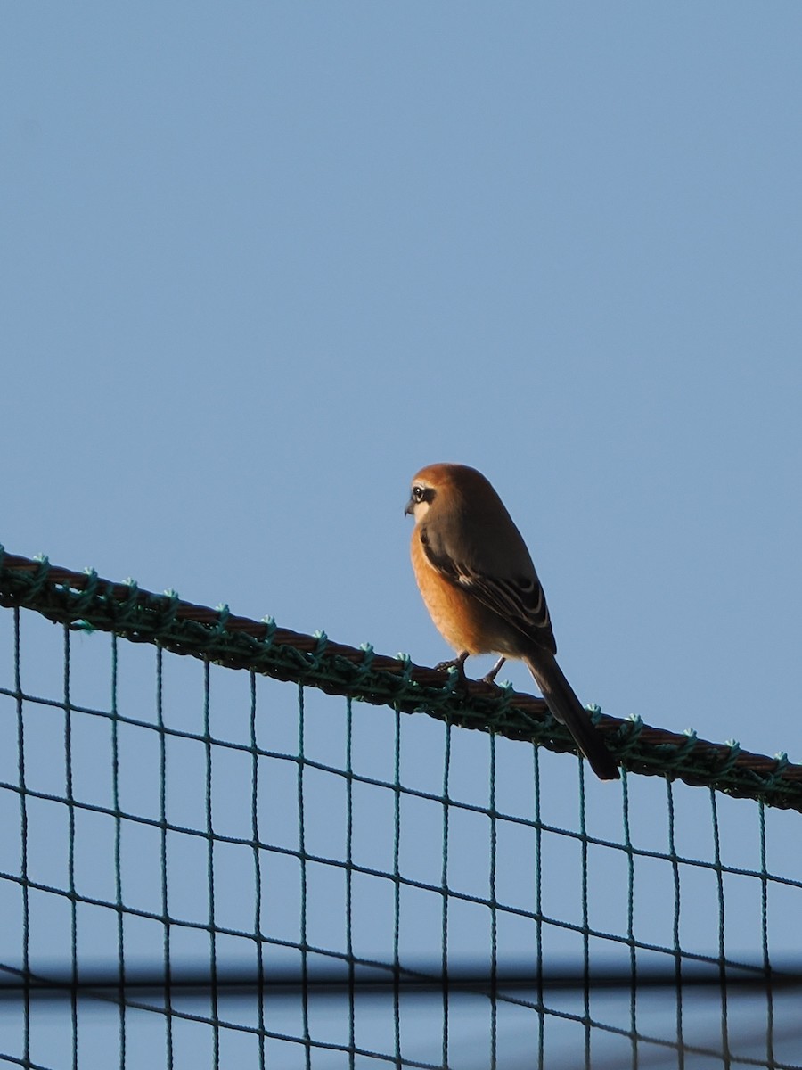 紅頭伯勞 - ML646441421