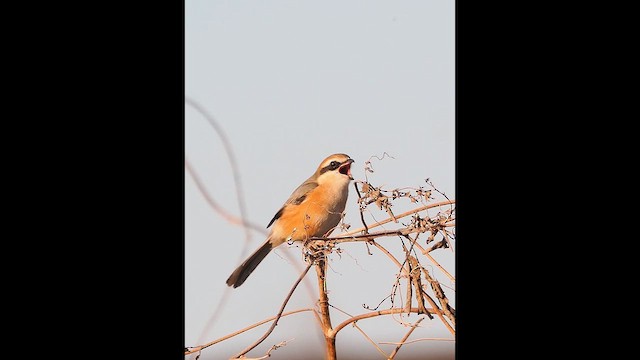 紅頭伯勞 - ML646441422