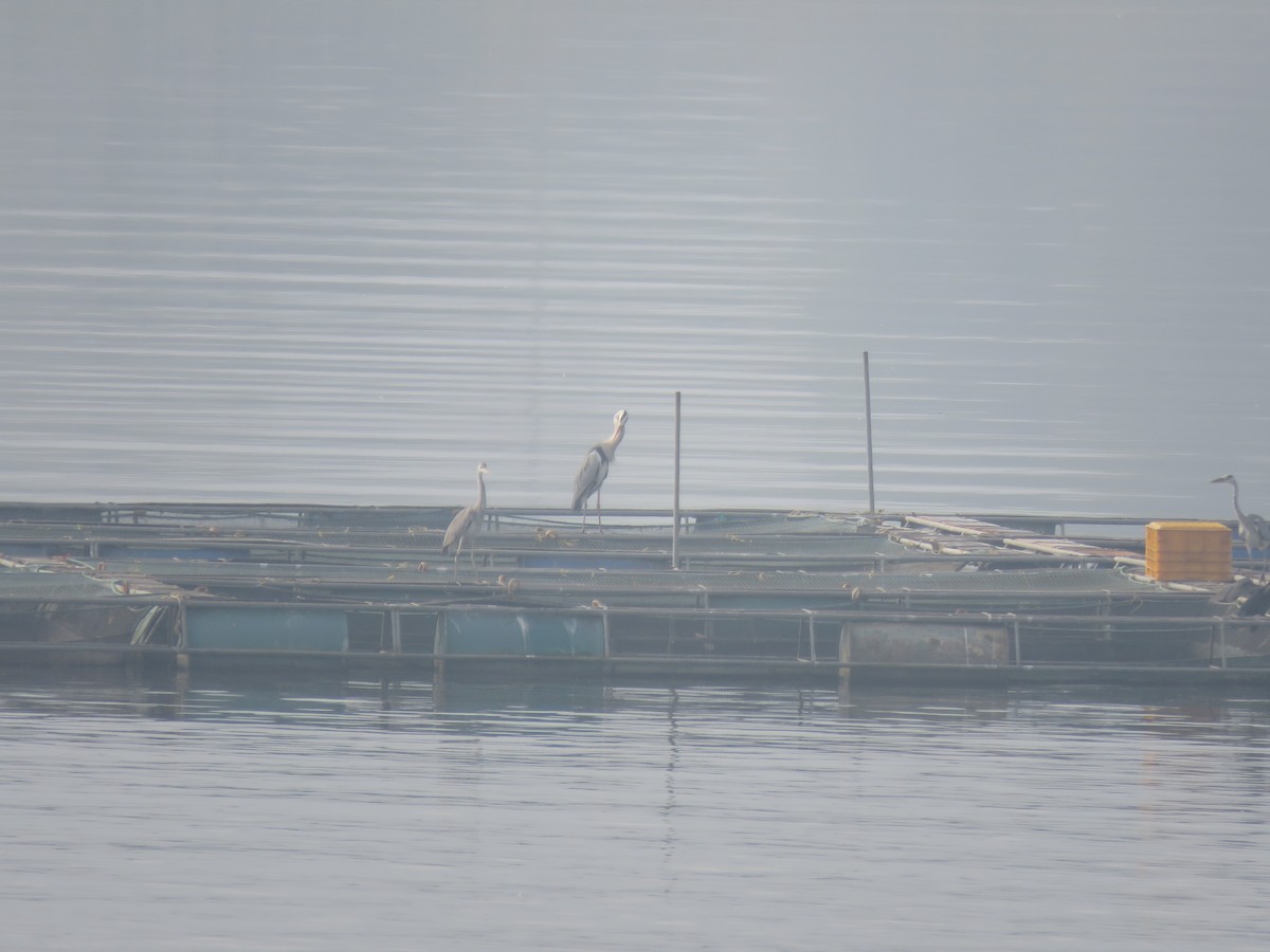 Gray Heron - ML646441424