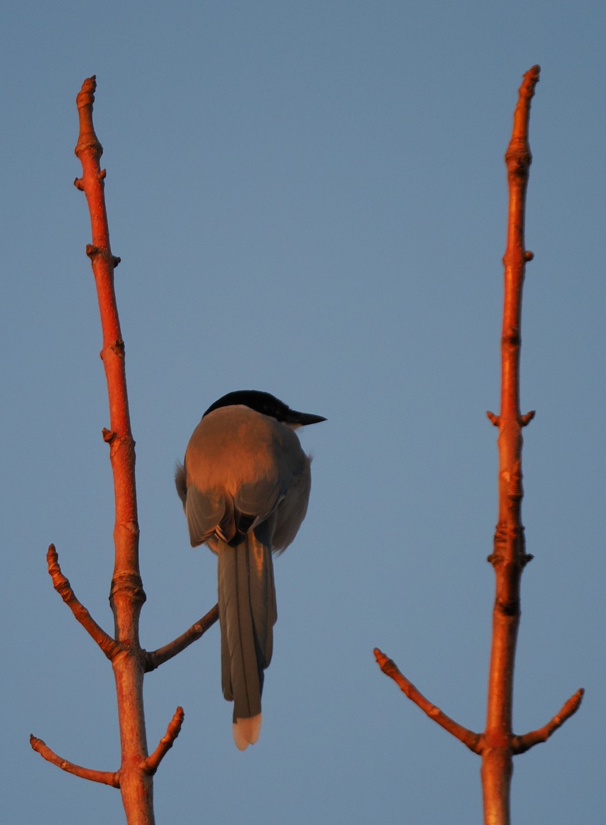 灰喜鵲 - ML646441425