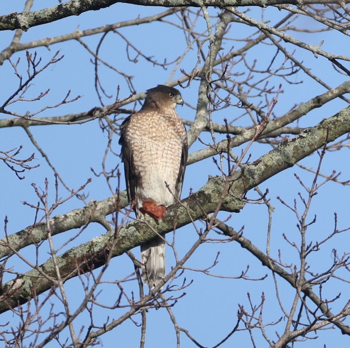 Cooper's Hawk - ML646441426