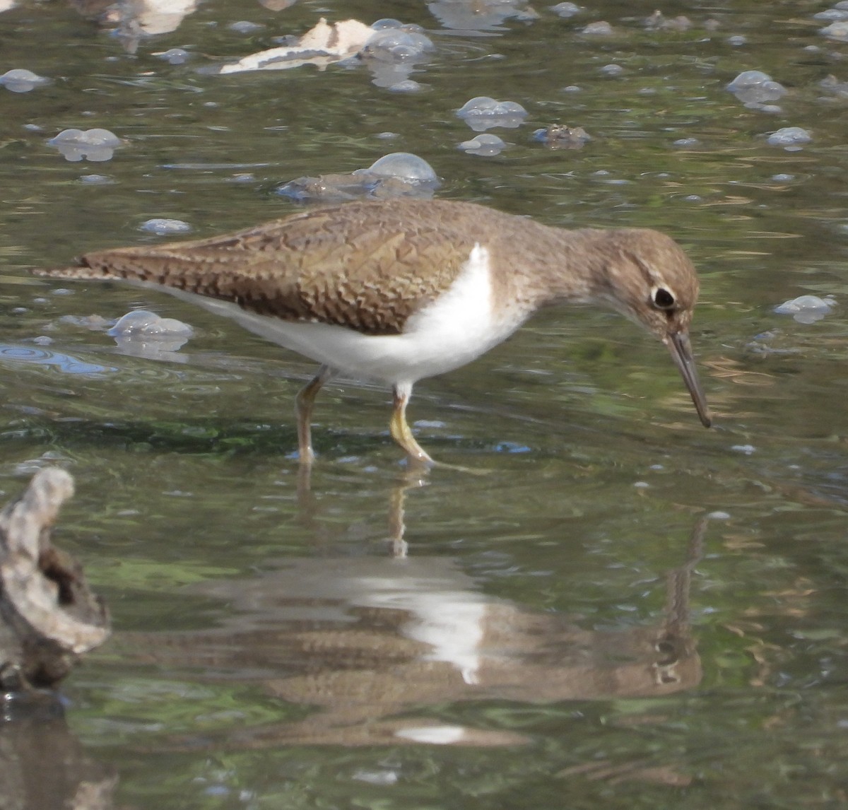 磯鷸 - ML646441427