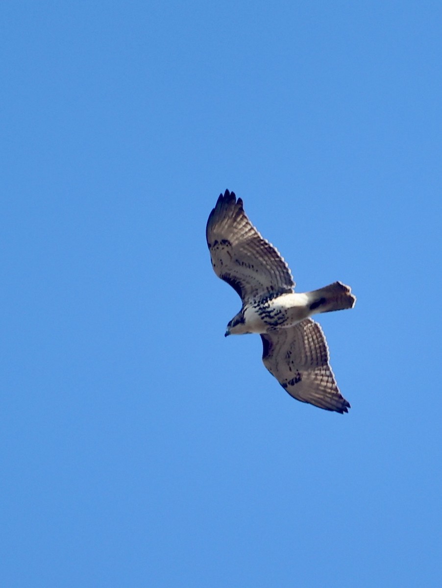 Red-tailed Hawk (borealis) - ML646441430