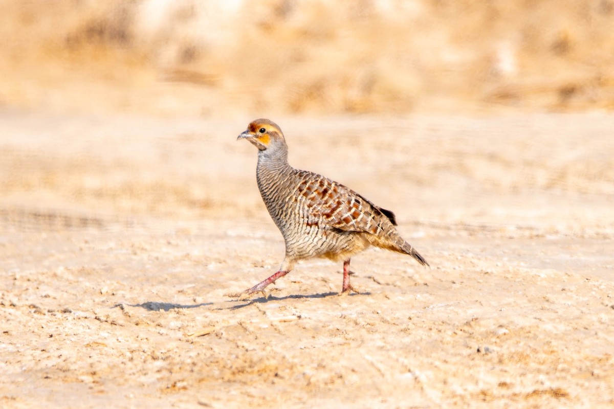 Gray Francolin - ML646441431