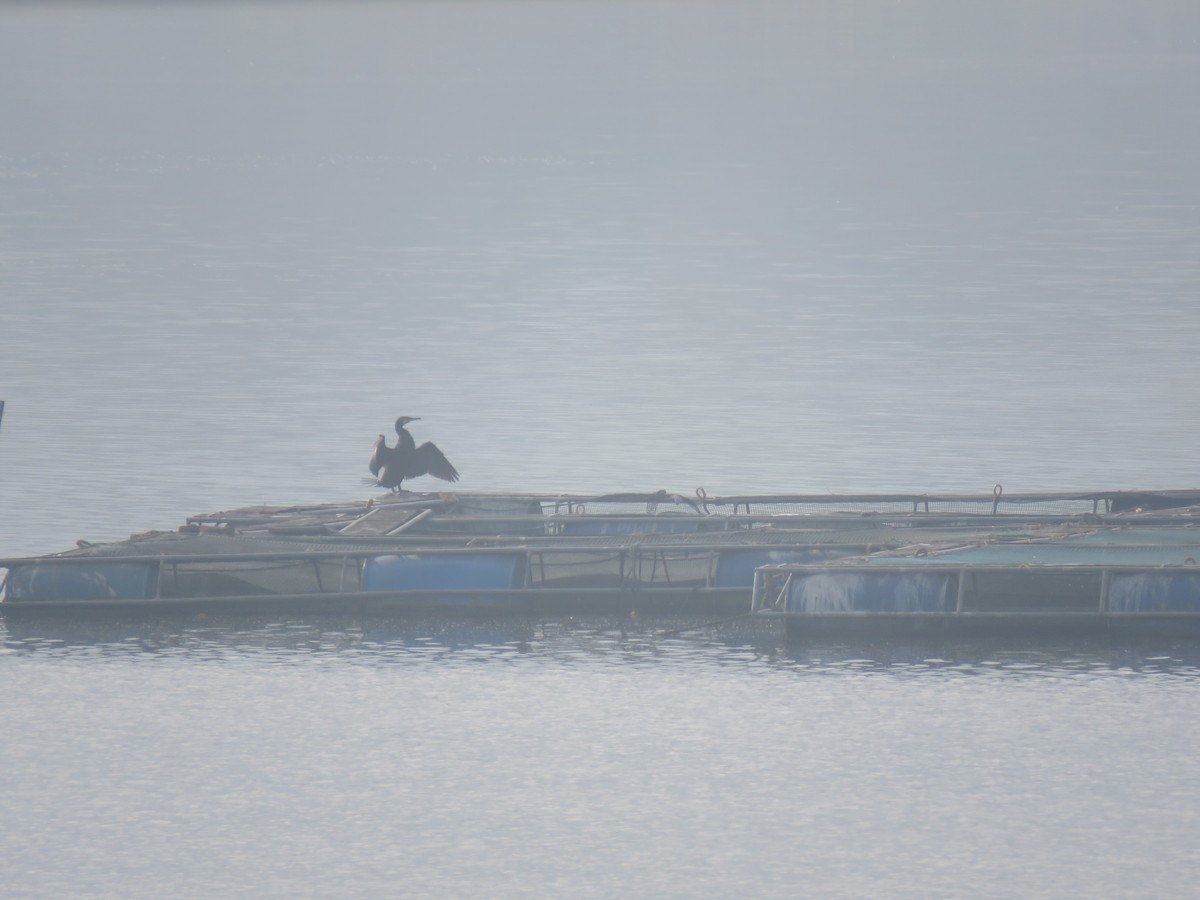 Great Cormorant - ML646441433