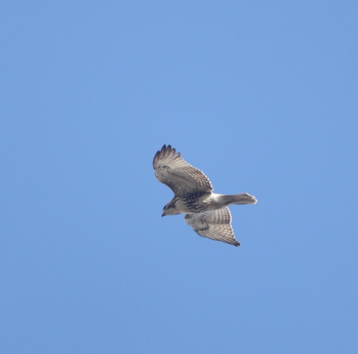 Red-tailed Hawk (borealis) - ML646441435