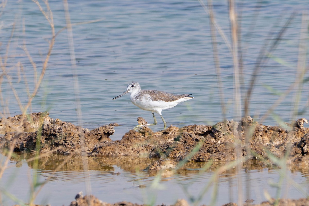 Pantana - ML646441436