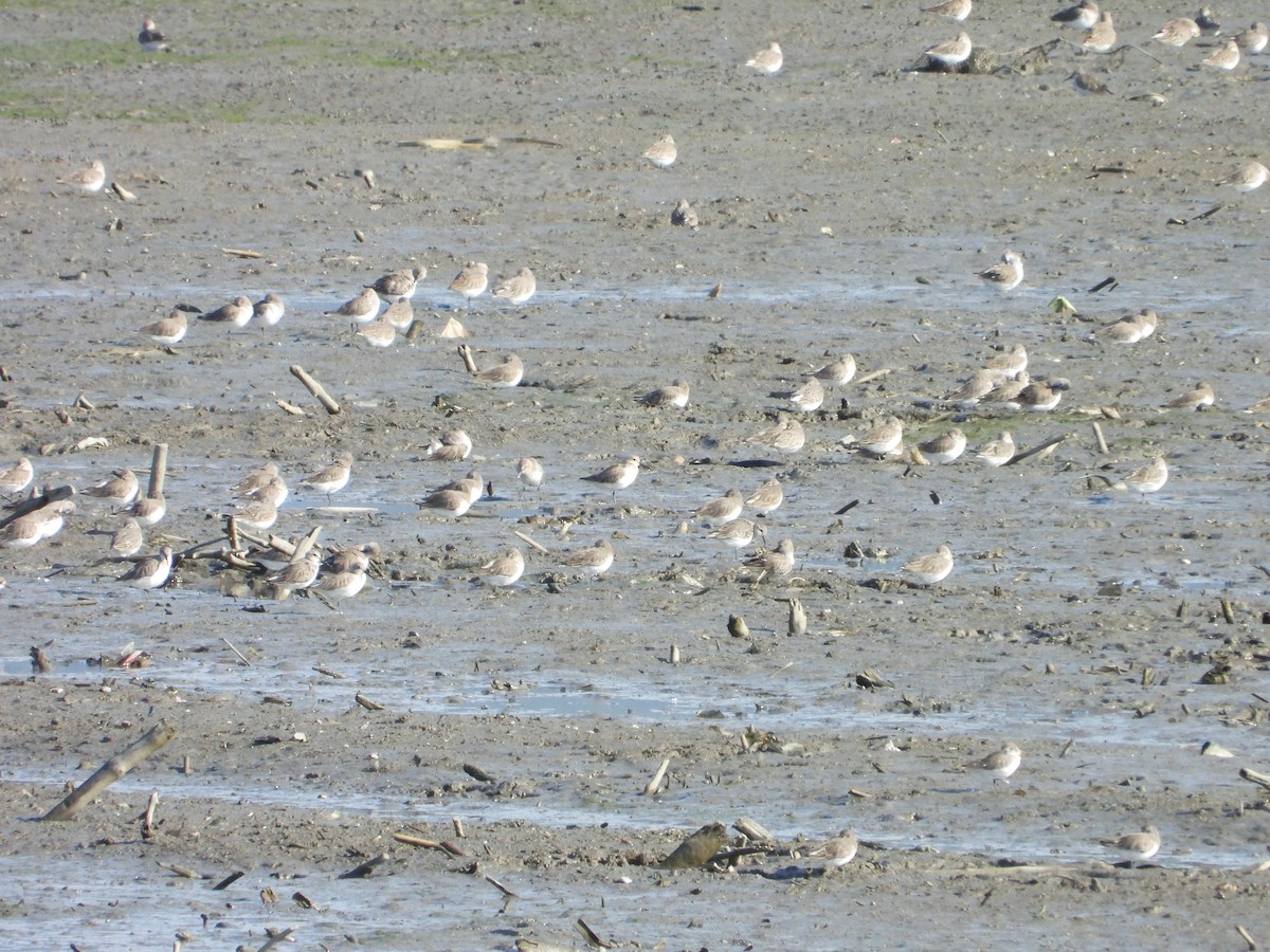 黑腹濱鷸 - ML646441438