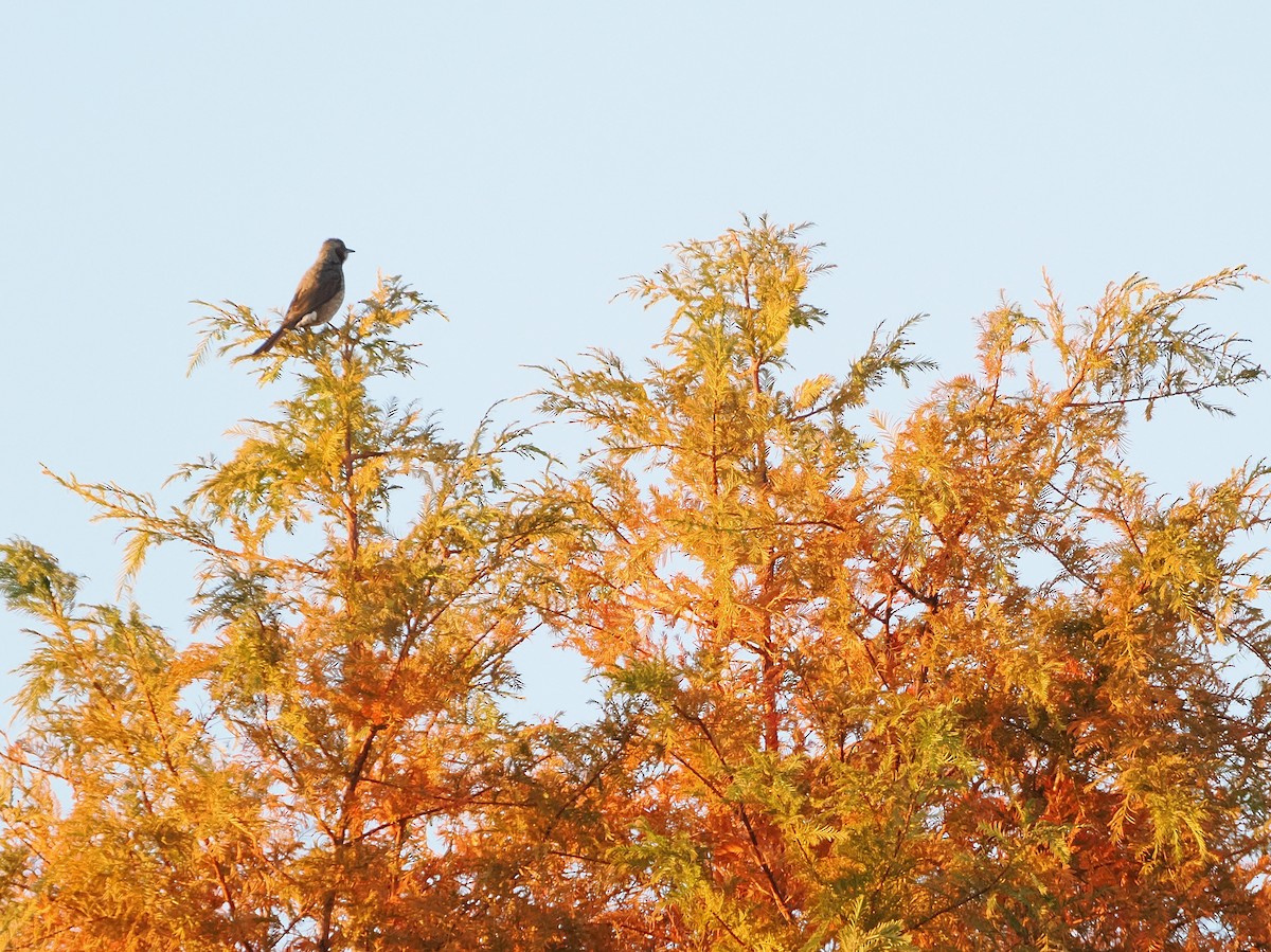 棕耳鵯 - ML646441439